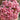 Hoya pubicalyx 'Pink Dragon', 5 Cuttings