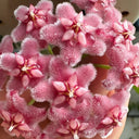 Hoya pubicalyx 'Pink Dragon', 5 Cuttings