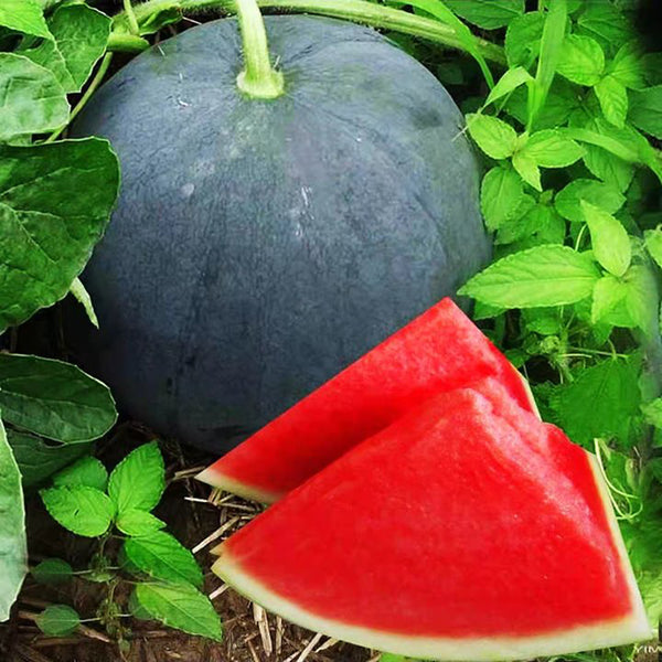 'Obsidian Sweet' Seedless Watermelon Seeds, 20 Seeds