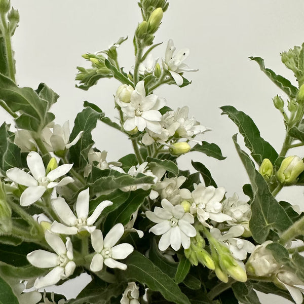 White Tweedia Seeds, 50 Seeds