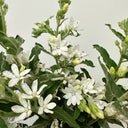 White Tweedia Seeds, 50 Seeds