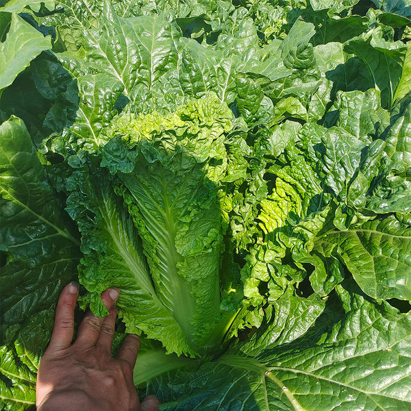 'Cuiqing 60' Qingmaye Chinese Cabbage Seeds, 4g