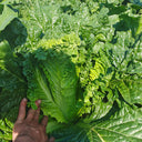 'Cuiqing 60' Qingmaye Chinese Cabbage Seeds, 4g