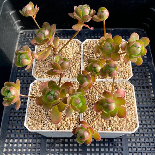 Aeonium saundersii, 1 Plant