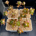 Aeonium saundersii, 1 Plant