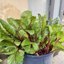 Red-stemmed Spinach Seeds, 10g