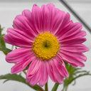 Pyrethrum, 200 Seeds