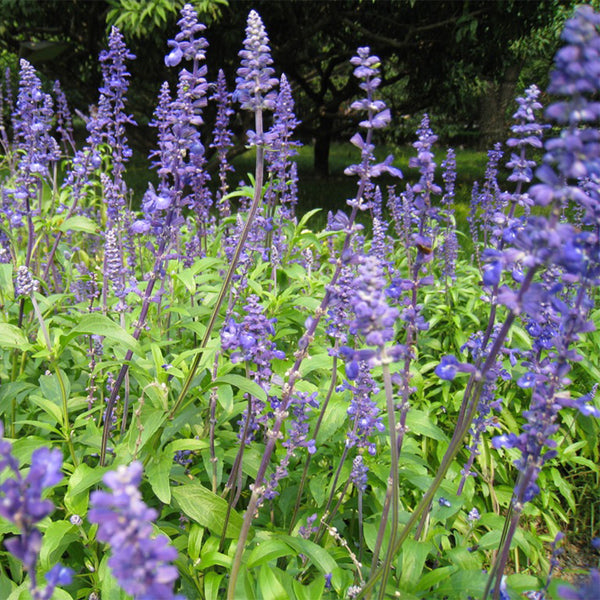 Hezhichun Blue Sage Seeds, 1g