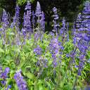 Hezhichun Blue Sage Seeds, 1g