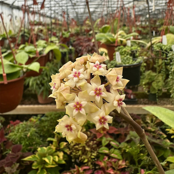 Whorled Wax Plant, 5 Cuttings