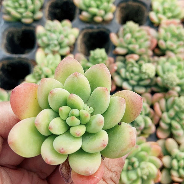 Echeveria cv. 'Shangri-La', 3pcs x 1-head
