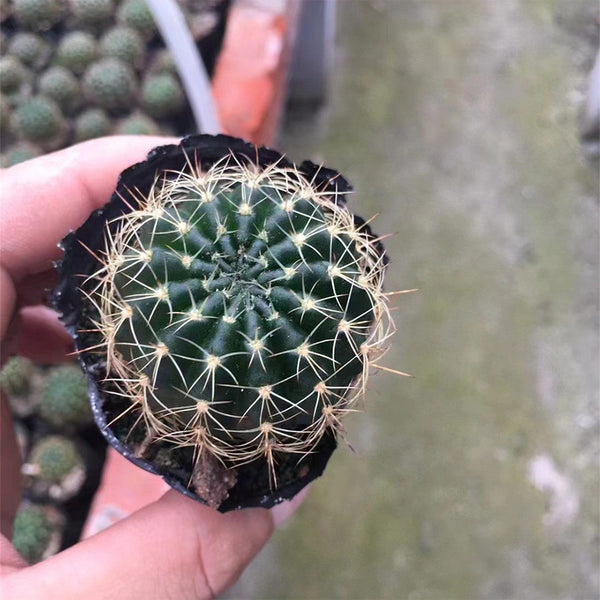 Lobivia Cactus, 3-4cm