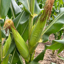 'Minuo 1157' F1 Yellow Waxy Corn Seeds, 100 Grams ≈ 500 Seeds