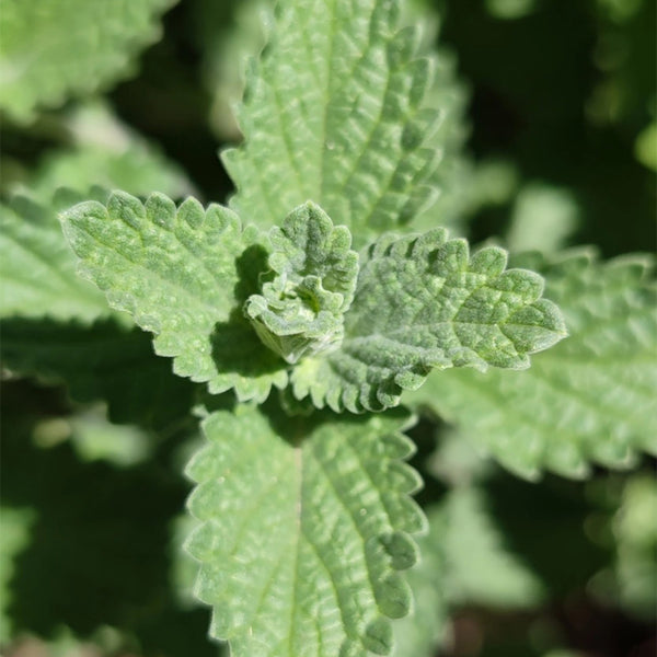 Fragrant Mint (Nepeta × faassenii) Seeds, 100 Seeds
