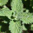 Fragrant Mint (Nepeta × faassenii) Seeds, 100 Seeds