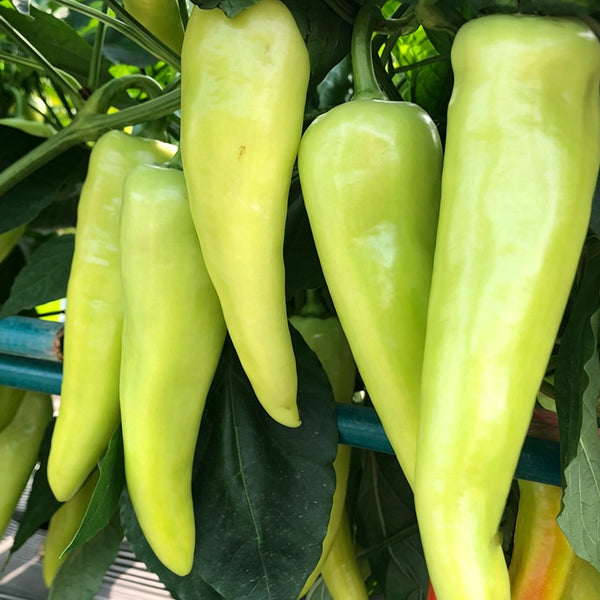 Baifeicui Pepper Seeds, 0.5g