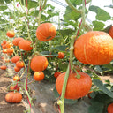 Golden Honey Pumpkin Seeds, 10 Seeds