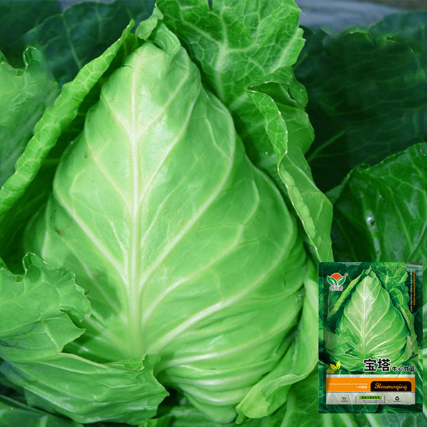 Pagoda Ox-heart Cabbage Seeds, 5 × 200-seed Bags