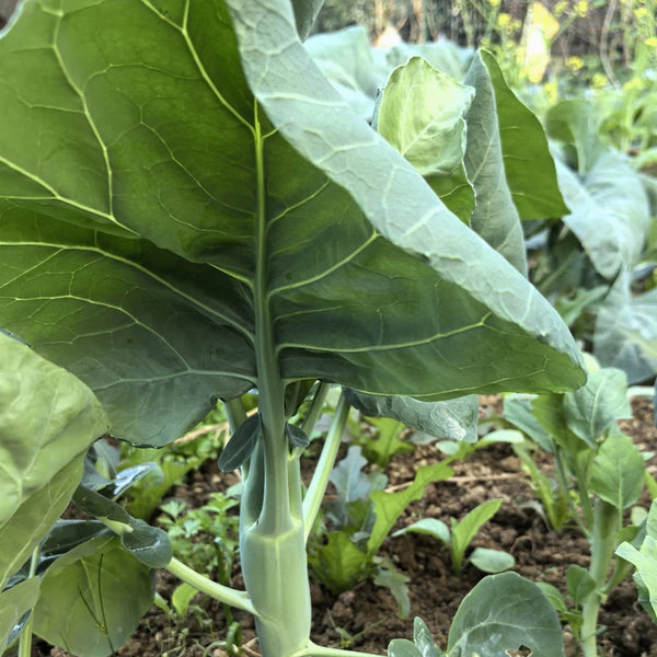 'Jiemei Improved Xianggu' Chinese Kale Seeds, 10g