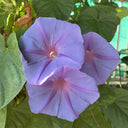 Hezhichun Morning Glory seeds, 1g