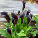 'Odessa' Calla Lily, 16/18cm Circumference, 1 Bulb