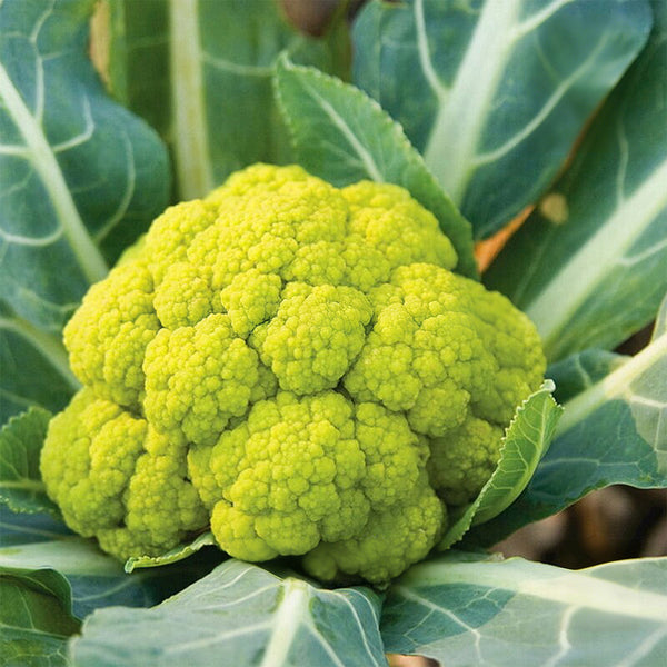 Green Cauliflower, 10 Seeds