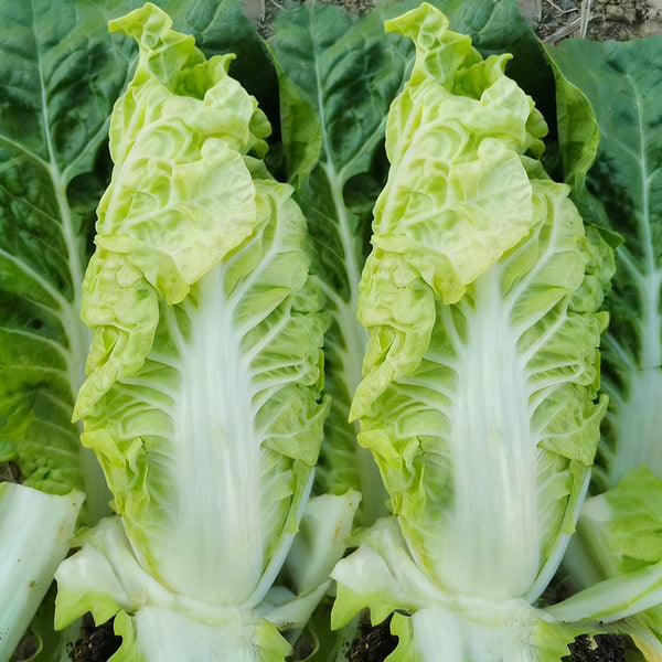 Jinsi White No. 1 Pak Choi Seeds, 10g