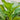 Sijiu Yellow-leaf Choy Sum Seeds, 20g