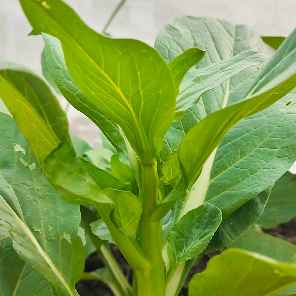 Sijiu Yellow-leaf Choy Sum Seeds, 20g