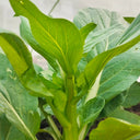 Sijiu Yellow-leaf Choy Sum Seeds, 20g