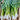 Leek Seeds, 2000 Seeds