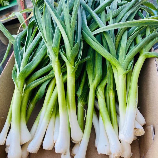 Leek Seeds, 2000 Seeds