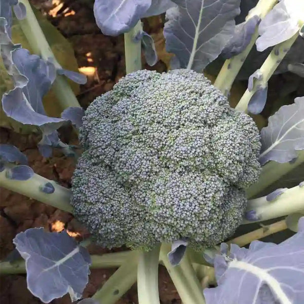 Japanese Broccoli Seeds, 100 Seeds