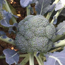 Japanese Broccoli Seeds, 100 Seeds