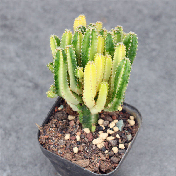 Variegated 'Fairy Castle' Live Cactus, 5-6cm