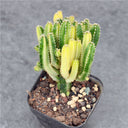 Variegated 'Fairy Castle' Live Cactus, 5-6cm