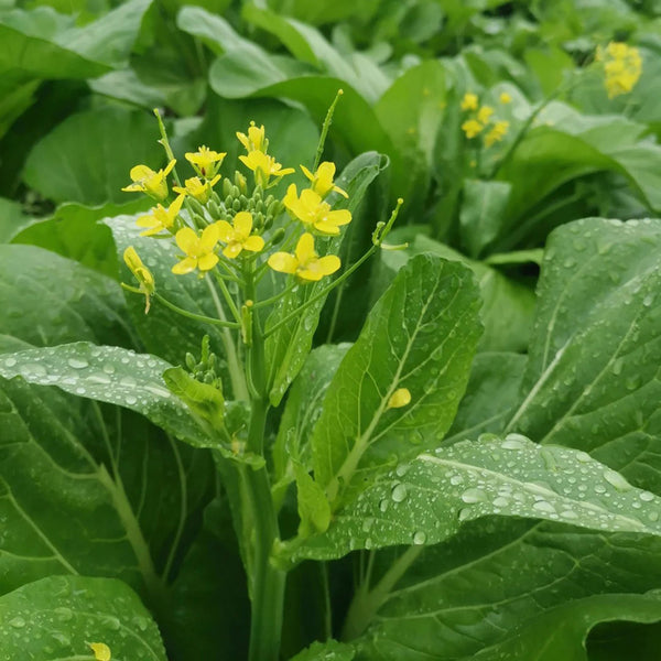 Sijiu Yellow-leaf Choy Sum Seeds, 20g