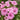 Hezhichun Rose Mallow Seeds, 1g