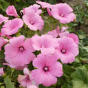 Hezhichun Rose Mallow Seeds, 1g