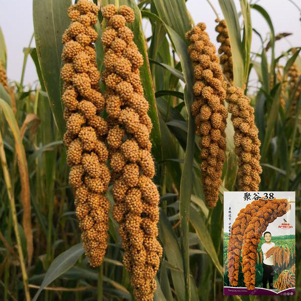 Red Foxtail Millet Seeds, 150g
