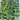 W962 Jie Mei Sprouting Broccoli, 1 Gram ≈ 200 Seeds