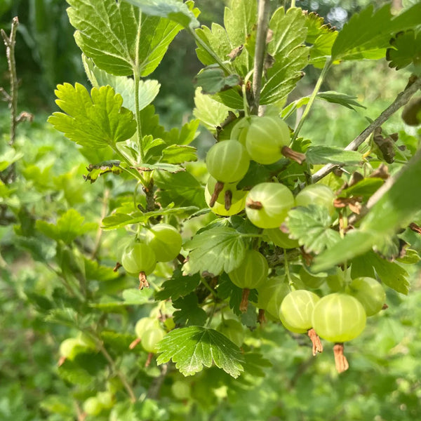 Green Gooseberry, 10 Seeds