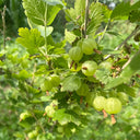 Green Gooseberry, 10 Seeds