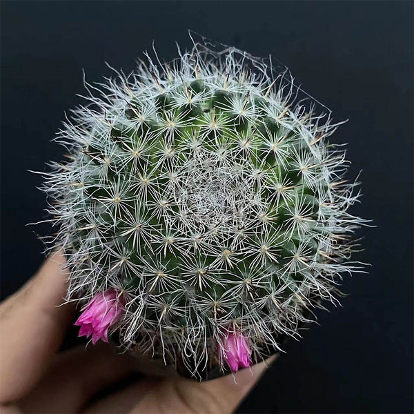 Mammillaria hahniana, 3-4cm