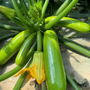 'Yalimei' Zucchini, 30 Seeds