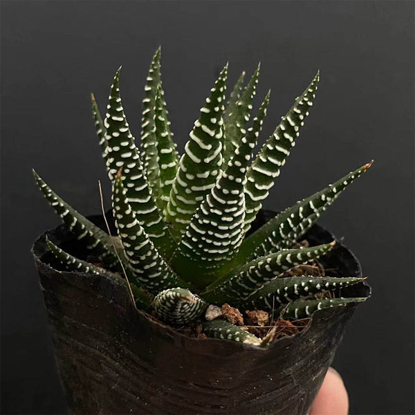 Haworthiopsis fasciata, 3-4cm