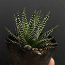 Haworthiopsis fasciata, 3-4cm