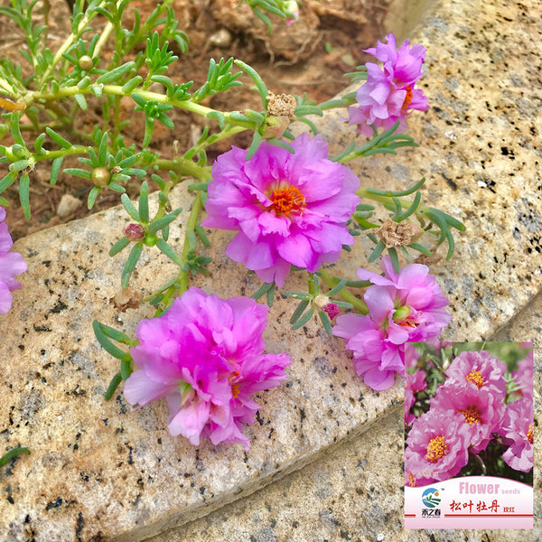 Hezhichun Rose-red Portulaca seeds, 1g
