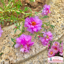 Hezhichun Rose-red Portulaca seeds, 1g