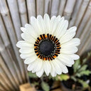 Double White Cape Daisy, 100 Seeds